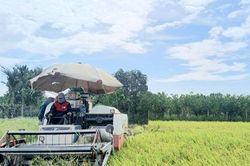 Mô hình VietGAP mở hướng nâng cao giá trị hạt gạo Hà Nội