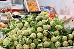 Loại quả đặc sản thơm ngon, ngọt lịm đang vào mùa, tiểu thương nhập hàng tạ mỗi ngày vẫn 'cháy hàng'