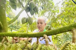 Tin vui: Sầu riêng Việt Nam đã được xuất sang thị trường Ấn Độ