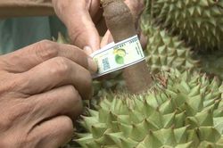 Đơn giản hóa TTHC về mã số vùng trồng, mã số cơ sở đóng gói