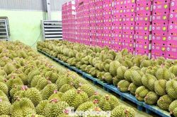 Bất ngờ nhiều doanh nghiệp xin trả mã số vùng trồng sầu riêng