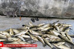 Huế: Hơn 600 con cá nuôi lồng liên tục chết trên sông Bồ