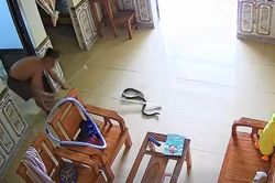 Rắn rơi từ điều hòa xuống phòng ngủ, người phụ nữ ở Phú Thọ hét thất thanh