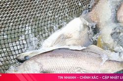 Nu&ocirc;i c&aacute; vược hiệu quả ở v&ugrave;ng nước lợ cửa s&ocirc;ng Nhượng