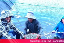 Hà Tĩnh thu hơn 410 tỷ đồng từ nuôi trồng thủy sản