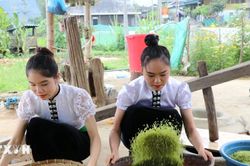 Lào Cai sắp tổ chức Lễ hội Cốm 'Hương sắc mùa thu Tú Lệ' năm 2026