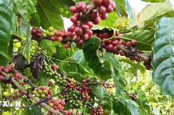 Xuất khẩu càphê Việt Nam-điểm sáng trong bức tranh thương mại EU