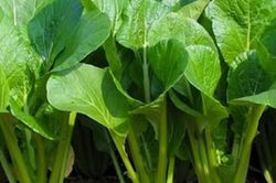 Ăn rau cải mỗi ngày suốt 10 năm, người phụ nữ 60 tuổi bất ngờ khi đi khám