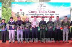 Hỗ trợ 13.400 cây giống sâm Ngọc Linh cho bà con vùng núi
