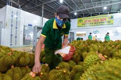 Sau Trung Quốc, thêm thị trường tỷ dân mở cửa cho sầu riêng Việt Nam