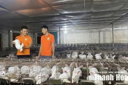 Làm giàu từ nuôi thỏ theo chuỗi giá trị