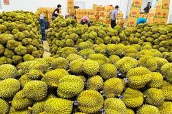 Ấn Độ mở cửa thị trường cho sầu ri&ecirc;ng tươi Việt Nam