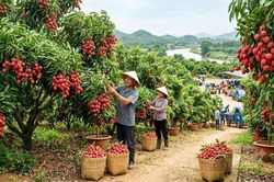 Điều tiết sản lượng để nâng giá trị vải thiều