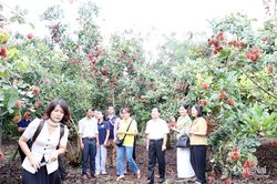 Giúp nông dân làm chủ kỹ thuật canh tác