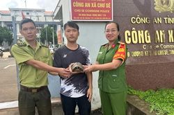 Người d&acirc;n Chư S&ecirc; giao nộp 2 c&aacute; thể r&ugrave;a n&uacute;i v&agrave;ng qu&yacute; hiếm