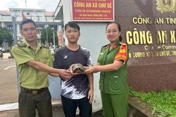 Người dân Chư Sê giao nộp 2 cá thể rùa núi vàng quý hiếm