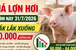 Giá lợn hơi hôm nay 31/7/2026: Miền Bắc giảm tại nhiều nơi