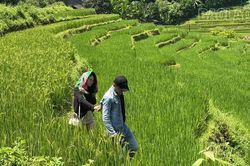 Mường Bo: Khát vọng phát triển du lịch bền vững từ ruộng bậc thang