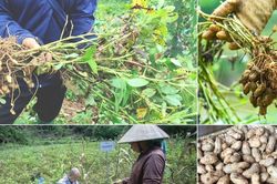 Tái sinh đất dốc, mở hướng sinh kế bền vững ở Bắc Hà