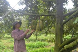 Nhiều mã số vùng trồng được khôi phục xuất khẩu
