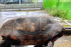Người dân Lâm Đồng giao nộp rùa núi vàng quý hiếm