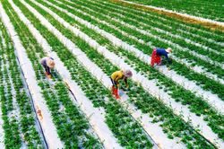 Nông nghiệp xanh, hiện đại