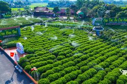 'Đệ nhất danh trà' - Từ thương hiệu trăm năm đến khát vọng ngành hàng tỷ đô (Bài 3)