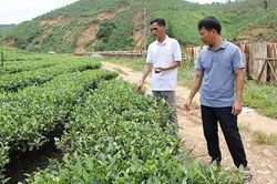 Bí thư trẻ của xóm Ba Quà