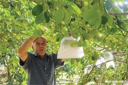 Nỗ lực khôi phục vườn cây đặc sản thanh trà