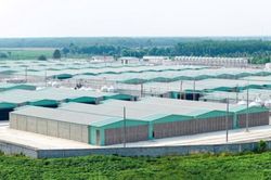 BAF tăng 61% sản lượng heo 6 tháng đầu năm 2026, đẩy mạnh đầu tư cho chu kỳ tăng trưởng mới