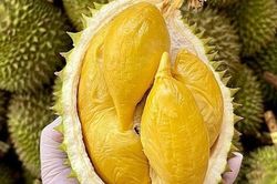 Ấn Độ chính thức mở cửa thị trường cho sầu riêng tươi Việt Nam
