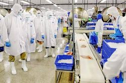 Vĩnh Hoàn báo lãi quý II 'đi lùi', khoản phải thu tăng mạnh, cổ phiếu vẫn loay hoay vùng đáy
