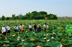 Ruộng trũng Hà Nội tìm lời giải với cây sen 80 triệu đồng/ha