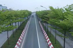 Hàng bàng Đài Loan tô đẹp cửa ngõ Thủ đô Hà Nội