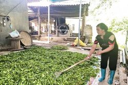 Nữ Bí thư chi bộ, Trưởng xóm năng động làm giàu trên chính quê hương