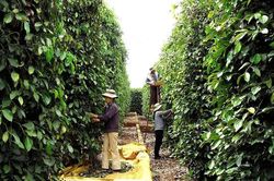 Xuất khẩu hồ ti&ecirc;u sang EU v&agrave; Mỹ: Cần thay đổi phương thức sản xuất, để vượt r&agrave;o cản kỹ thuật
