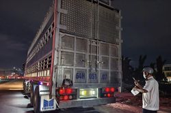 TP.HCM ph&aacute;t hiện 280 con heo dương t&iacute;nh chất cấm, ti&ecirc;u hủy hơn 35 tấn