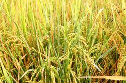 Giá lúa gạo hôm nay 31/7: Nhiều giống lúa tươi tăng