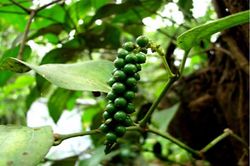 Giá tiêu hôm nay 31/7: Trong nước đi ngang, cao nhất 142.000 đồng/kg