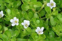 Rau đắng biển có thể hỗ trợ cải thiện trí nhớ và chức năng nhận thức