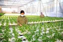 Hà Nội: Đẩy mạnh chuyển đổi xanh đưa nông nghiệp phát triển bền vững