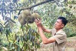 Đấu giá sầu riêng tại vườn, nâng tầm ngành hàng tỷ đô