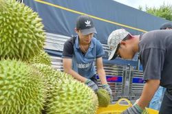 Quy định mới về cấp mã số vùng trồng sầu riêng
