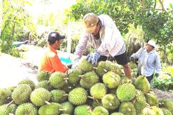 Mã số vùng trồng sầu riêng: Cách nào tránh cảnh 'cha chung không ai khóc'?