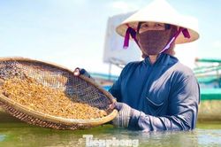 Ngâm mình dưới sông Trà, săn đặc sản 'nức tiếng' xứ Quảng