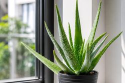 5 cây chịu hạn dễ trồng cho mùa hè