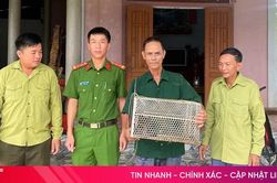 Người dân tự nguyện giao nộp khỉ đuôi lợn quý hiếm