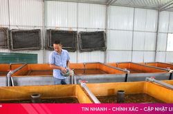 Giá lươn không bùn giảm sâu, người nuôi 'tiến thoái lưỡng nan'