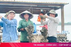 Hà Tĩnh phát triển nghề nuôi nhuyễn thể theo hướng bền vững
