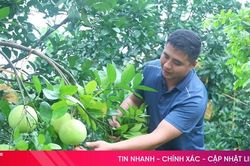 Vụ bưởi Phúc Trạch 2026: Sản lượng giảm, chất lượng vượt trội